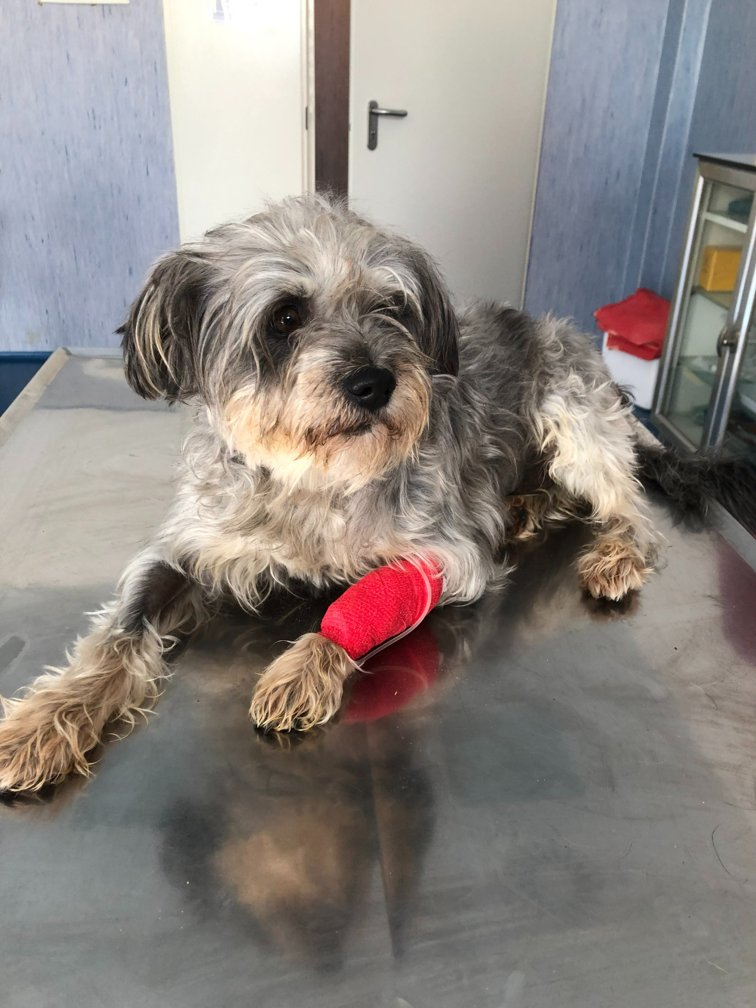 Ospedale didattico veterinario universitario Sassari