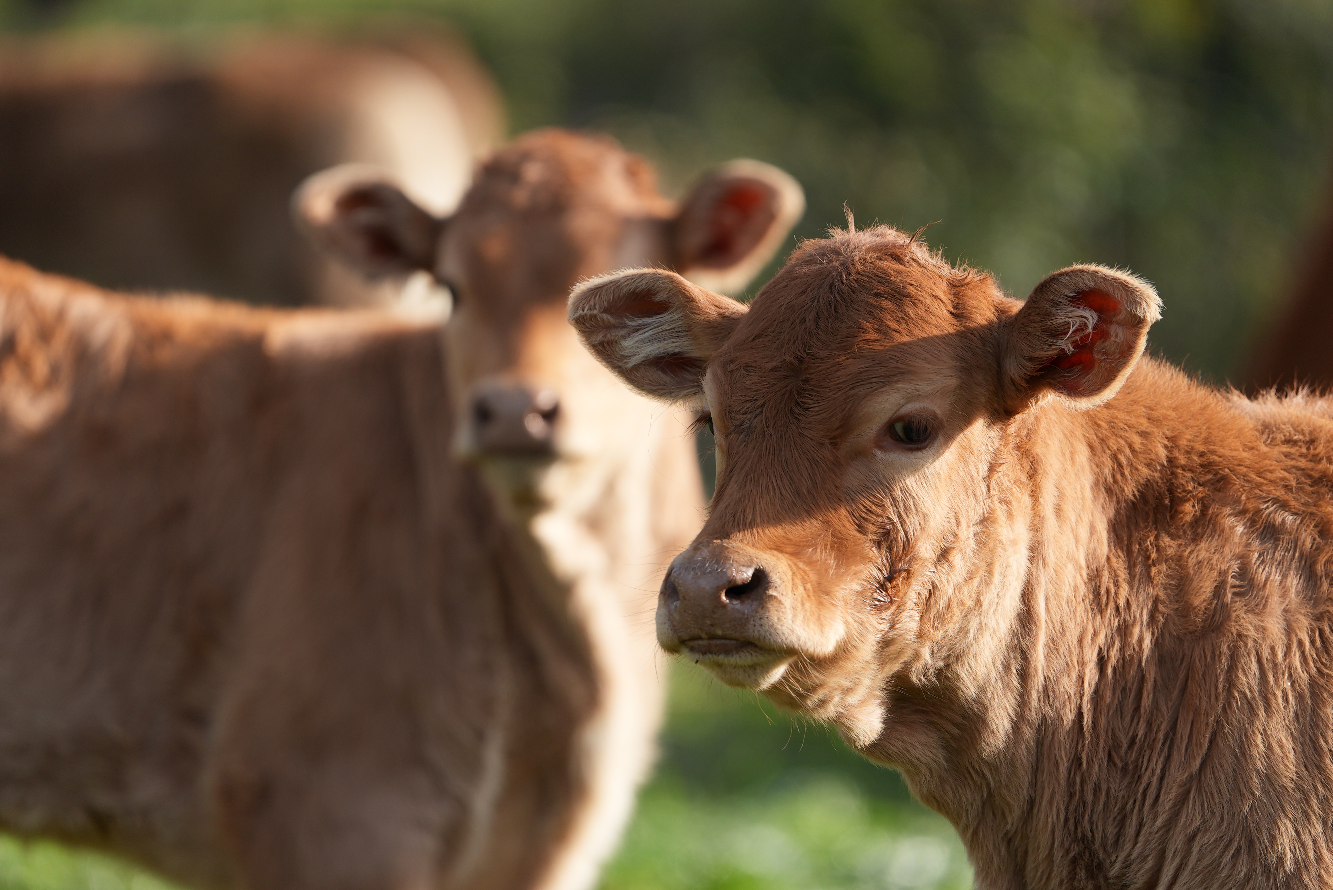 Mucche - Dipartimento di Medicina Veterinaria -Università degli studi di sassari