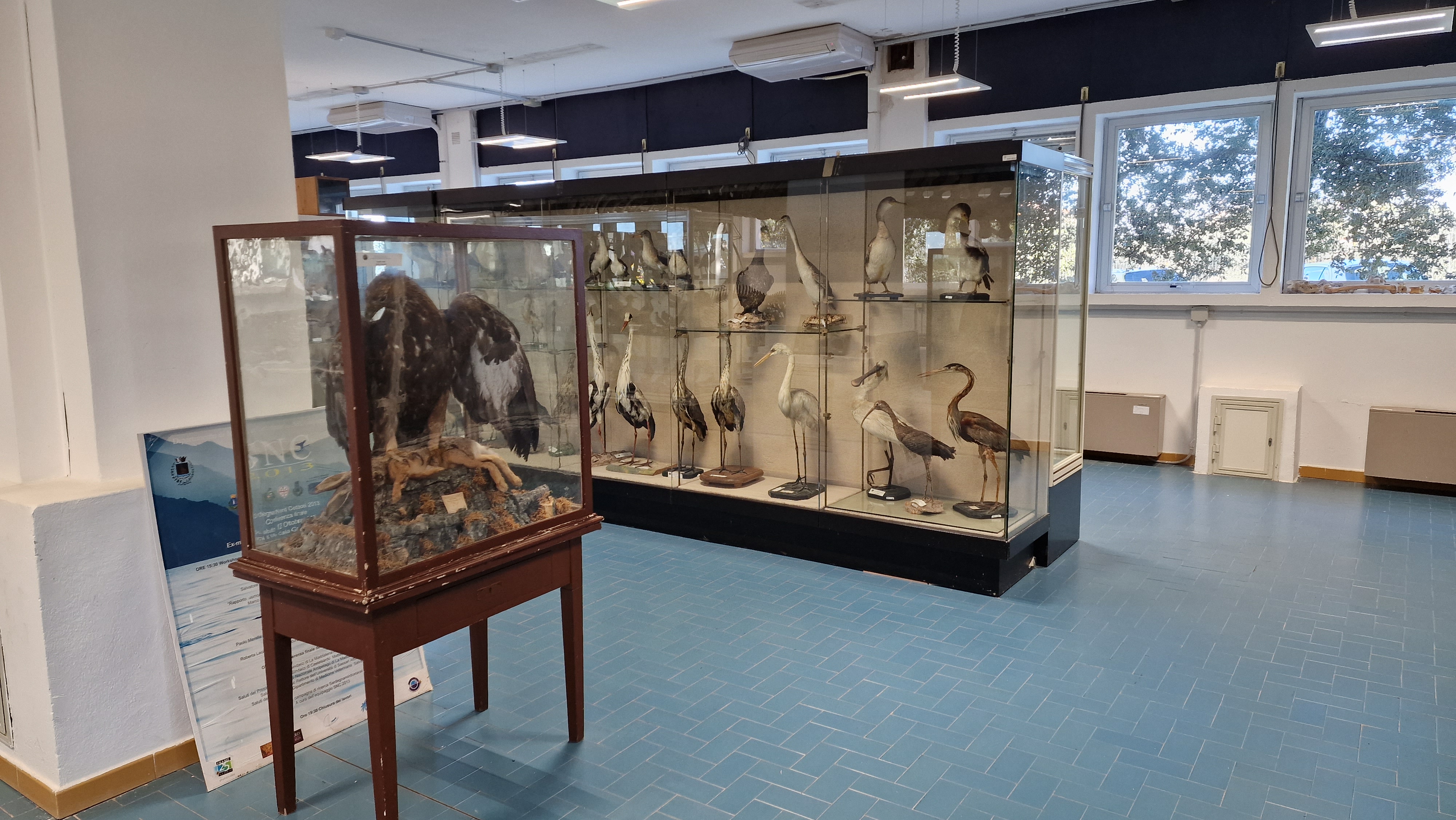 Vetrine espositive con collezione ornitologica: rapaci e altri uccelli tassidermizzati del Museo della Balena
