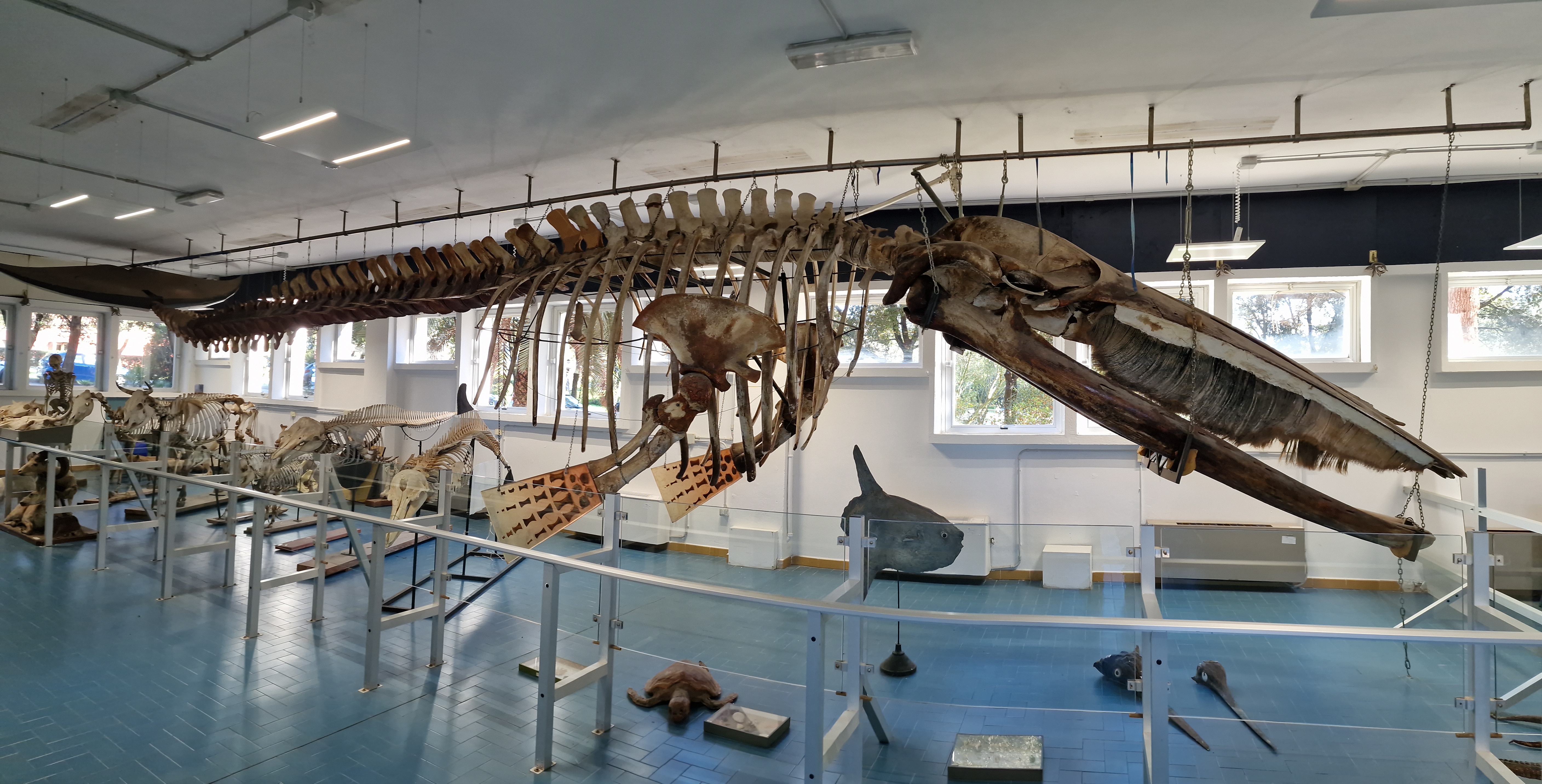 Sala espositiva del Museo della Balena - scheletro completo di balenottera con fanoni, sospeso al soffitto