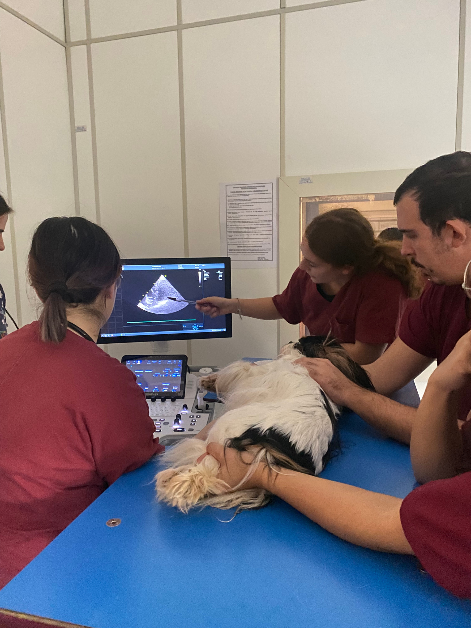 Ospedale didattico veterinario Sassari