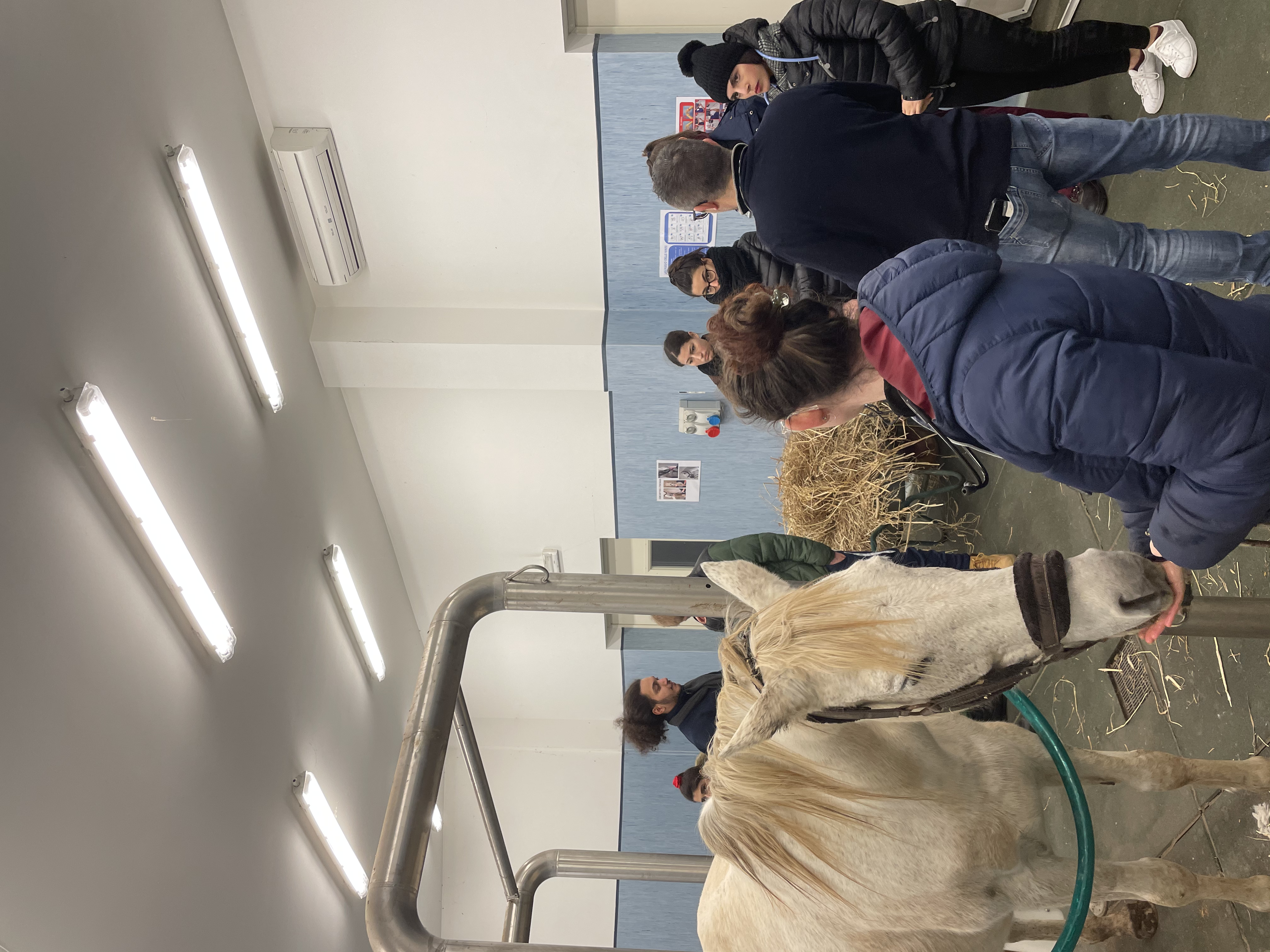 “Studenti di Medicina veterinaria Sassari con cavallo durante visita clinica