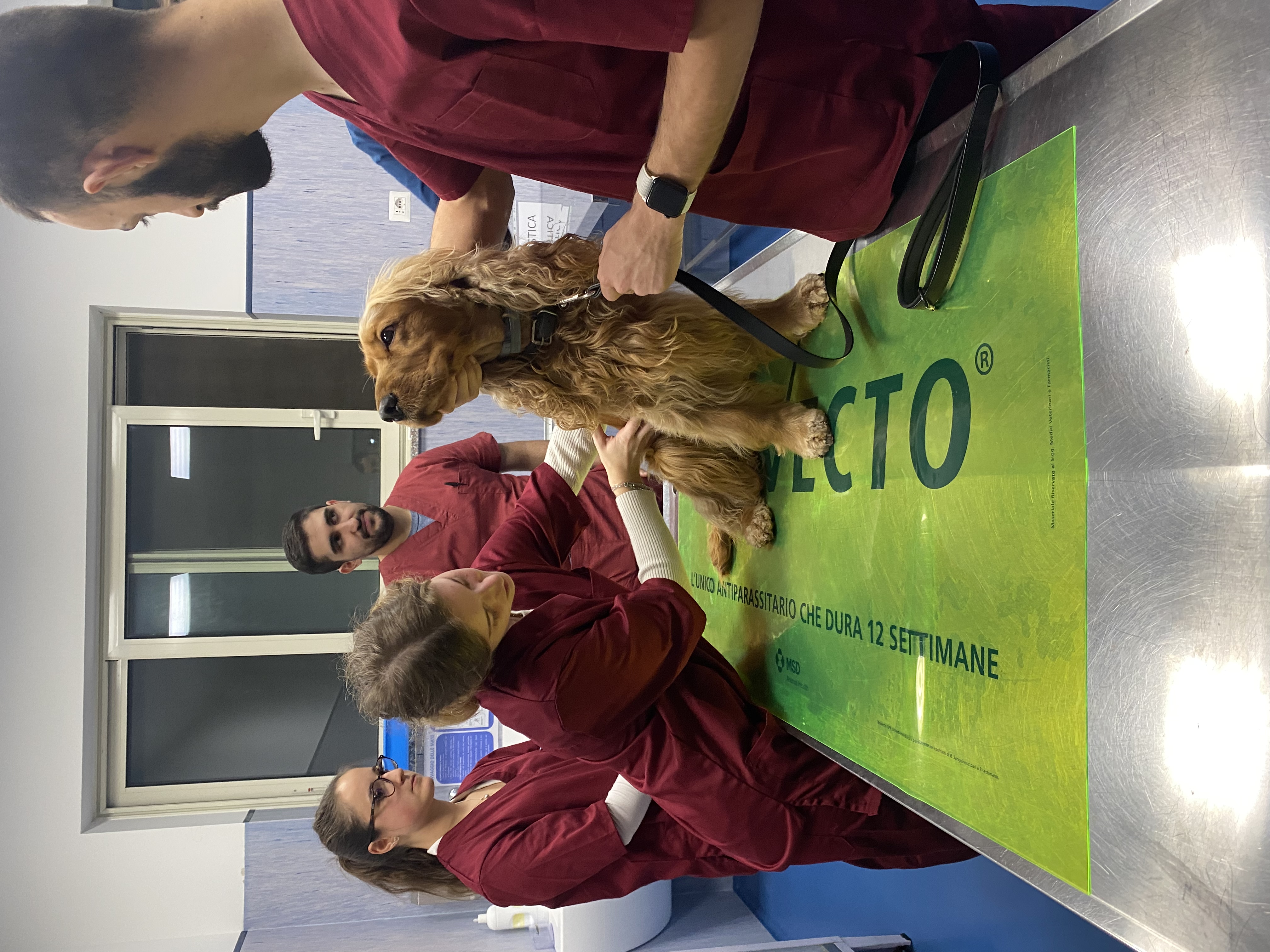 Studenti di medicina veterinaria impegnati nei Clinical rounds