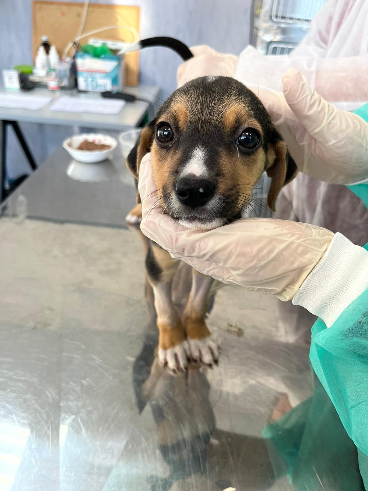 Cucciolo di cane durante esame clinico con studenti veterinaria