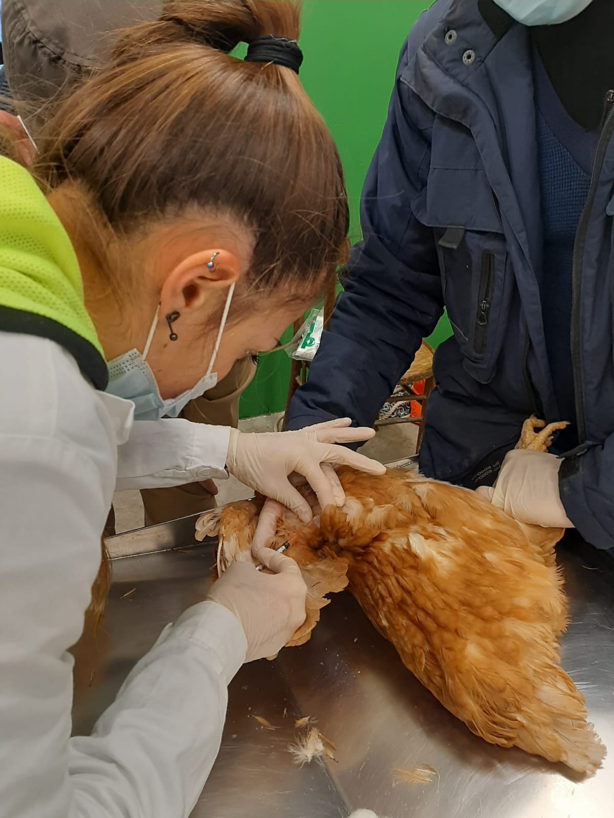 Studentessa di Medicina veterinaria dell'Università di Sassari impegnata in un prelievo su gallina