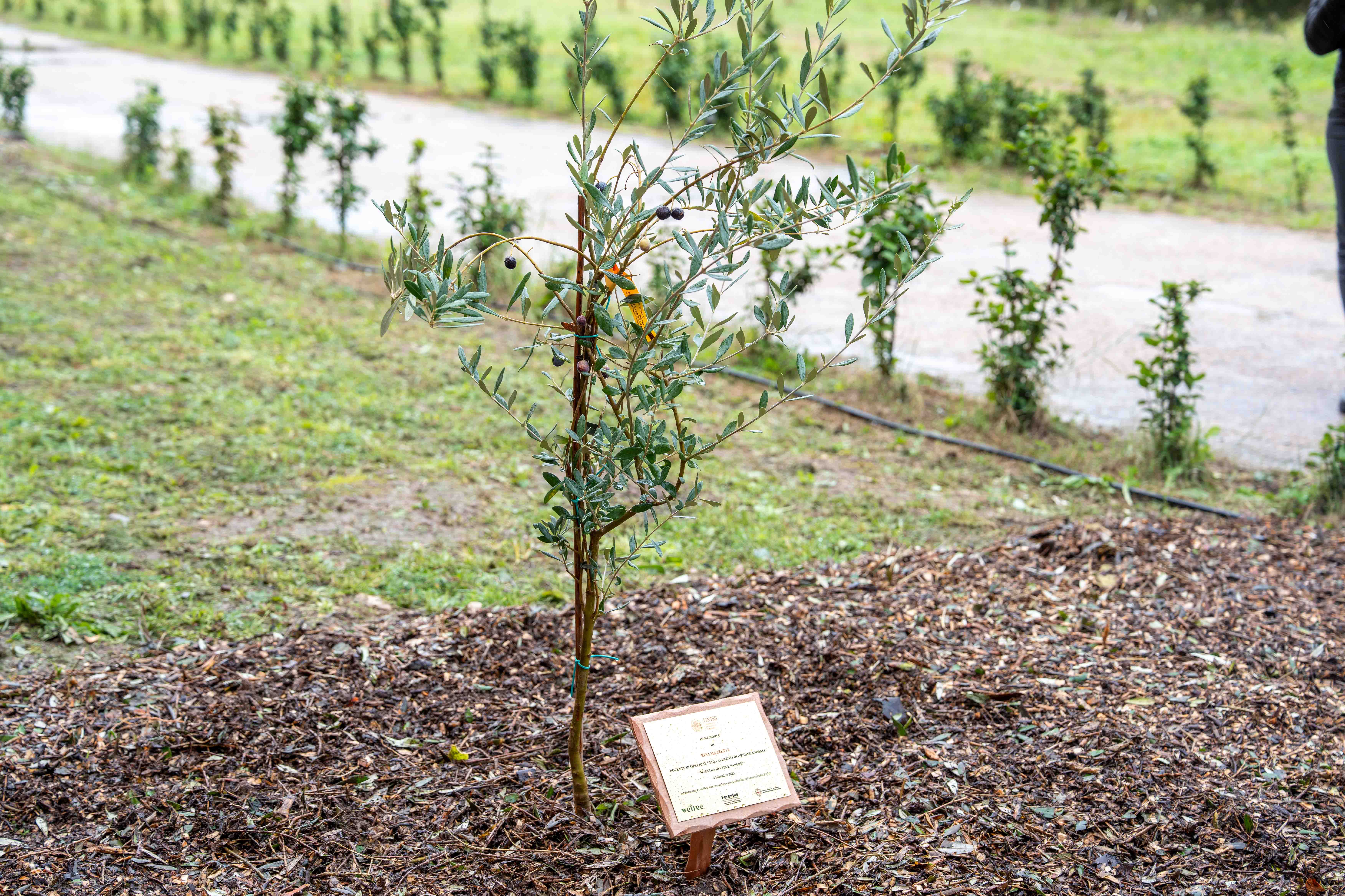 L'ulivo dedicato a Rita Mazzette