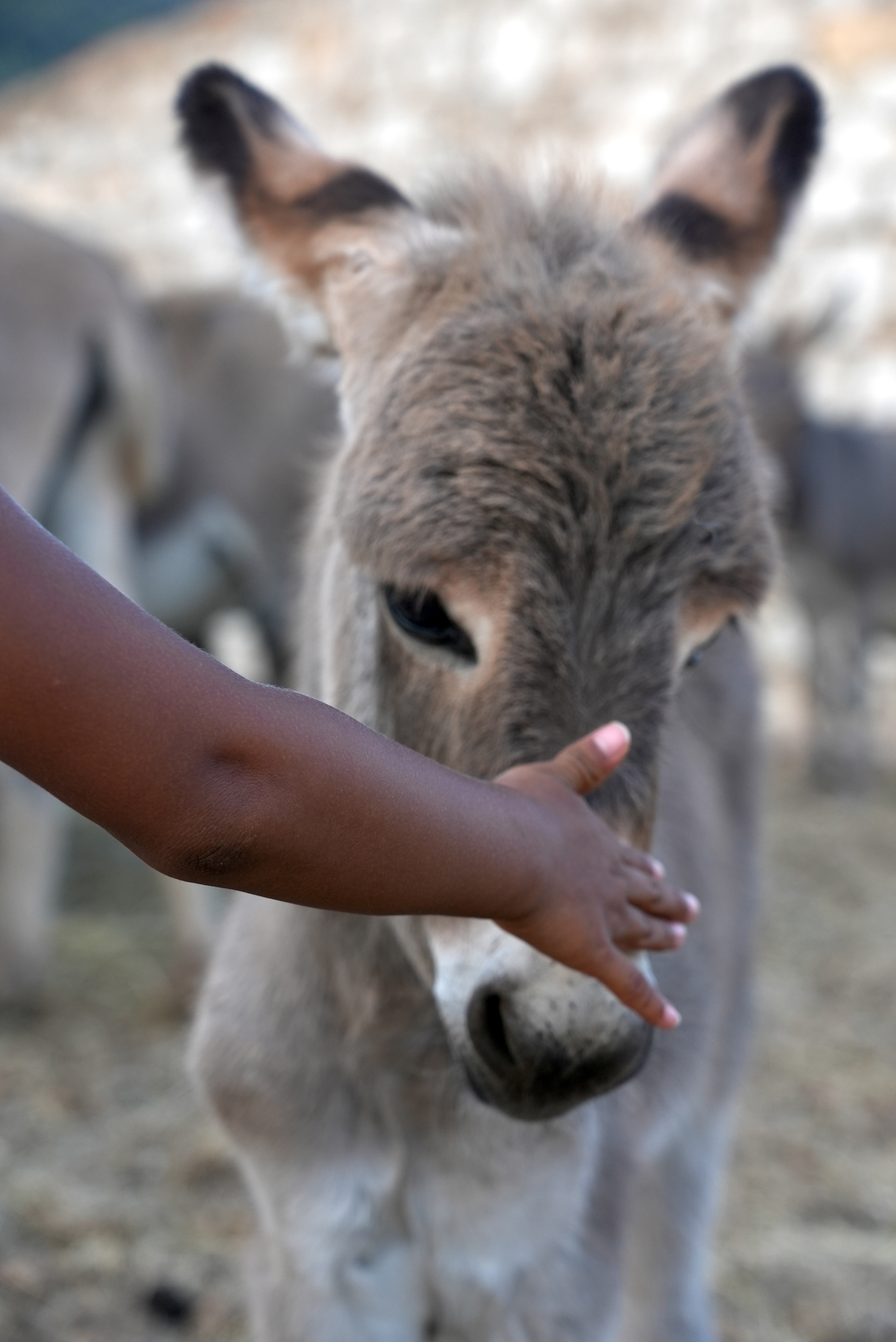 Asinello del Parco dell'Asino Sardo “Mui Muscas” - Ortueri