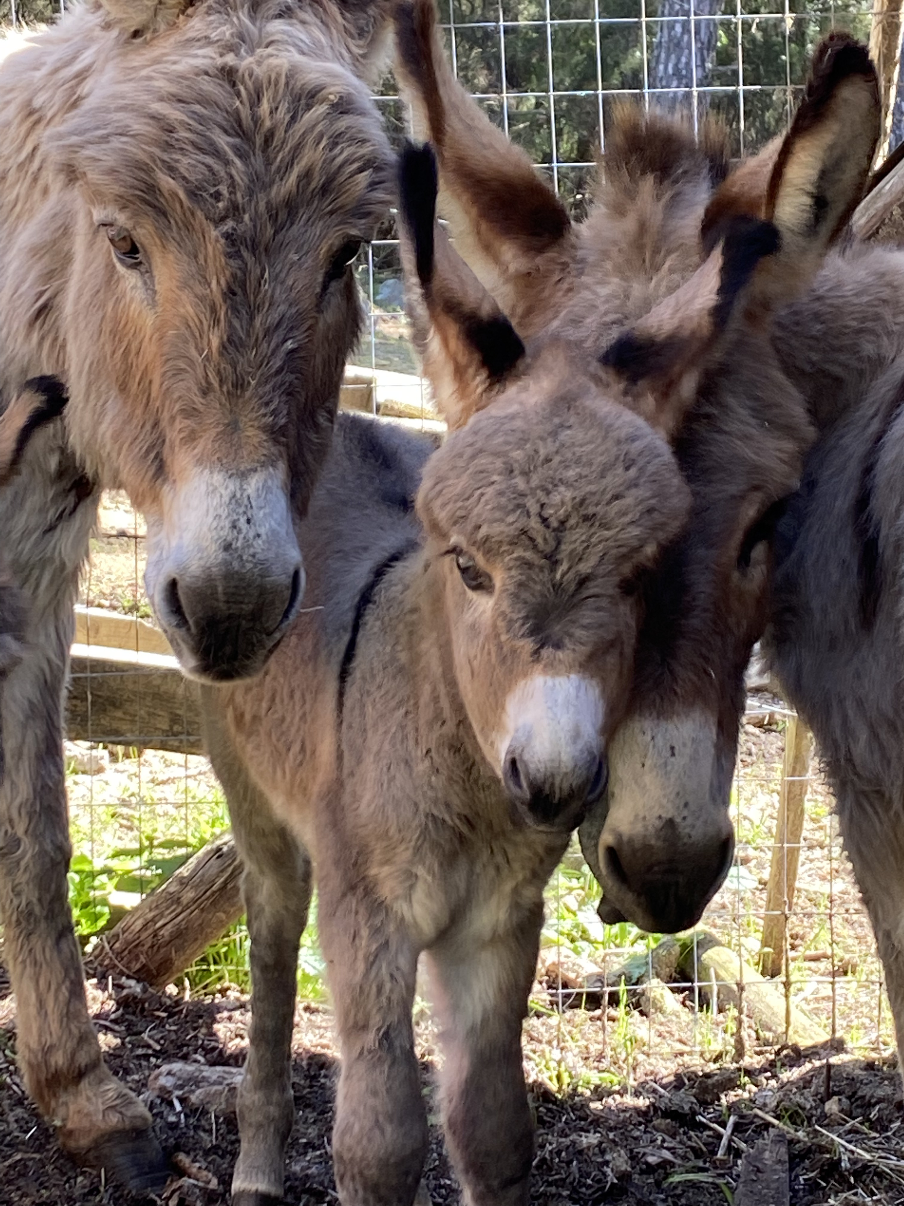 Asinelli del Parco dell'Asino Sardo “Mui Muscas” - Ortueri