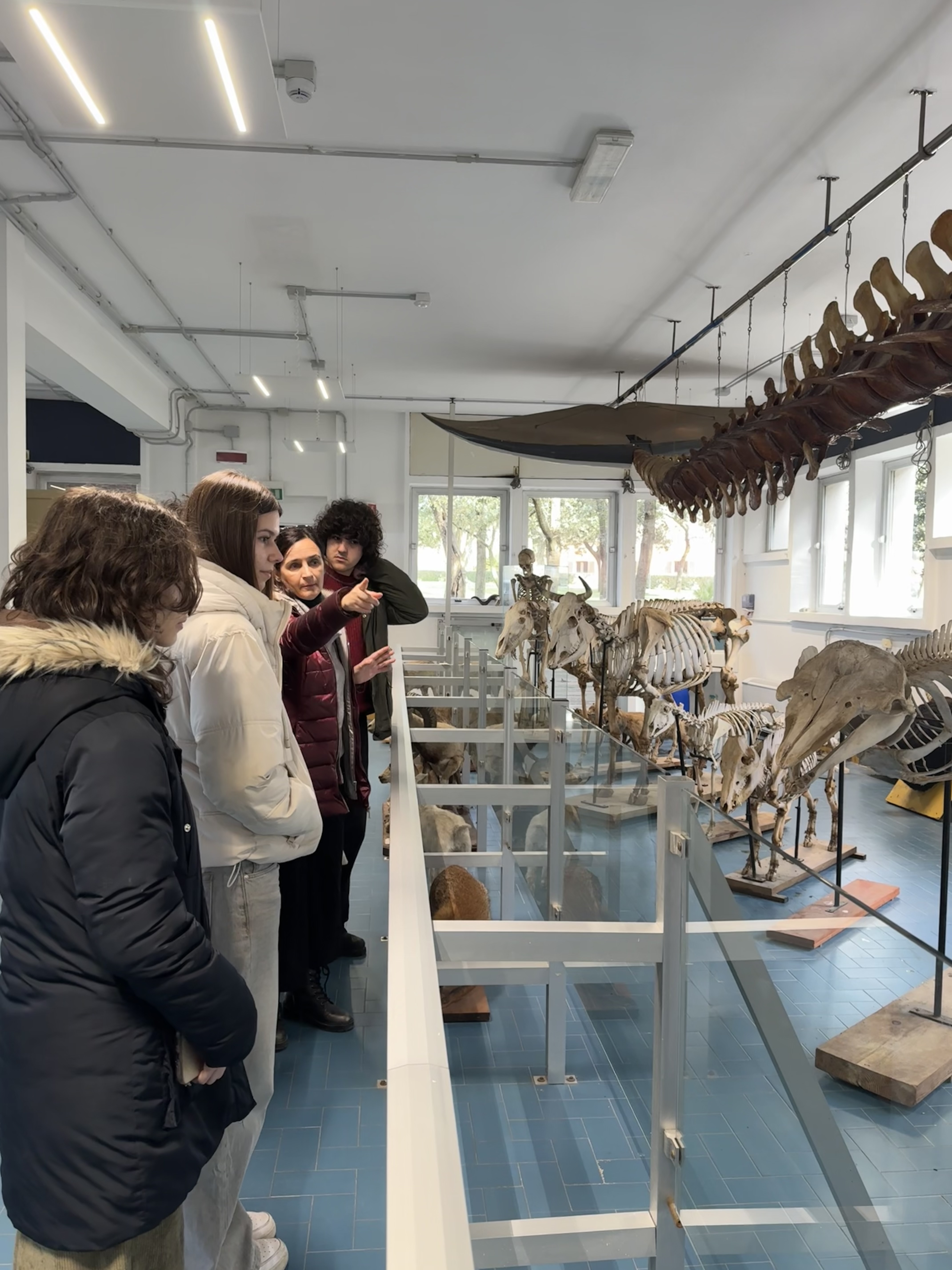 Tour guidato nell'Aula Balena del Dipartimento di Medicina Veterinaria dell'Università di Sassari: studenti osservano scheletri animali