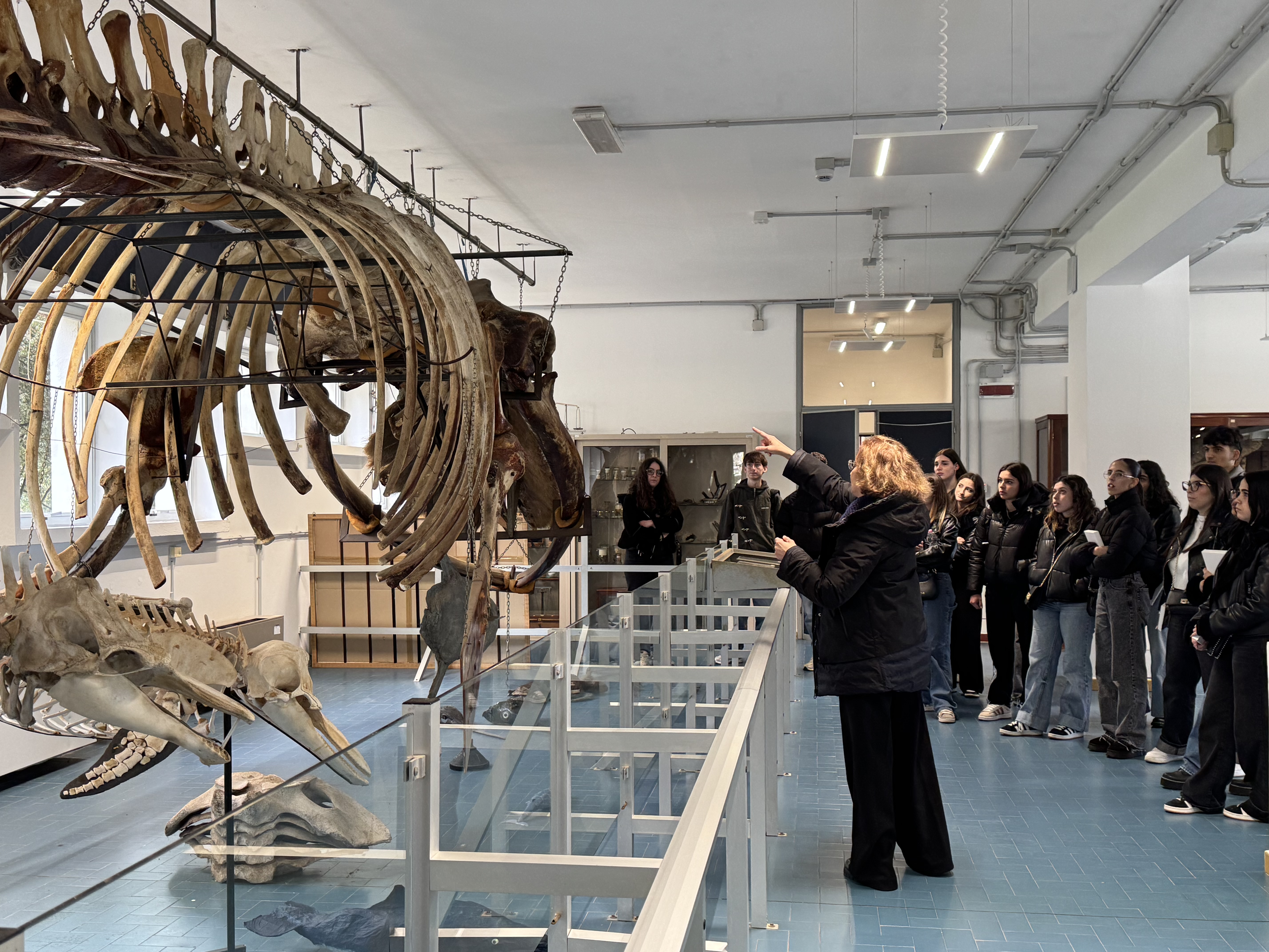 Visita guidata all'Aula Balena del Dipartimento di Medicina Veterinaria di Sassari con studenti e grande scheletro di cetaceo