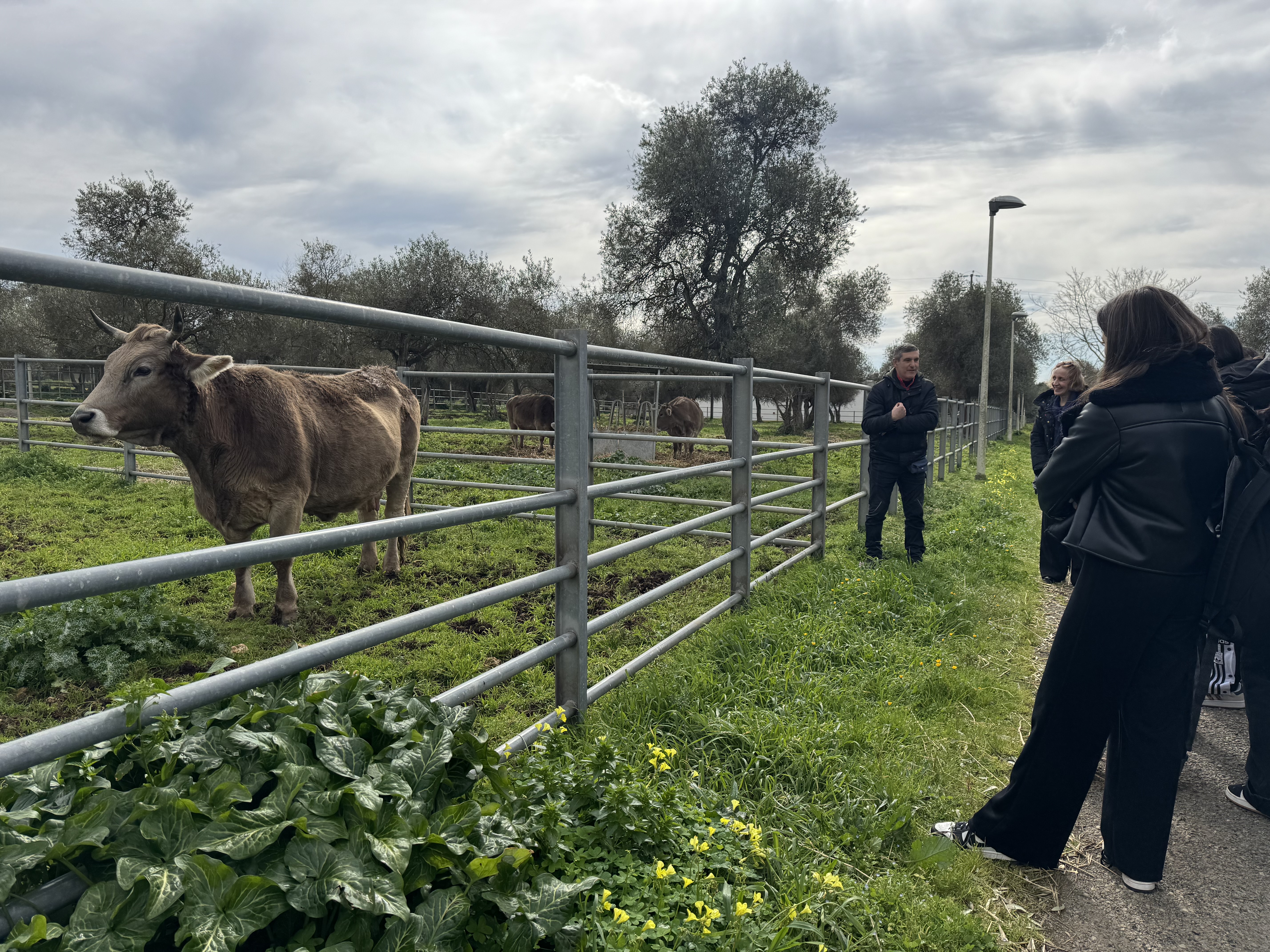 Gruppo di studenti davanti a un bovino nell'area dei paddock del Dipartimento di Medicina Veterinaria di Sassari durante una visita guidata.