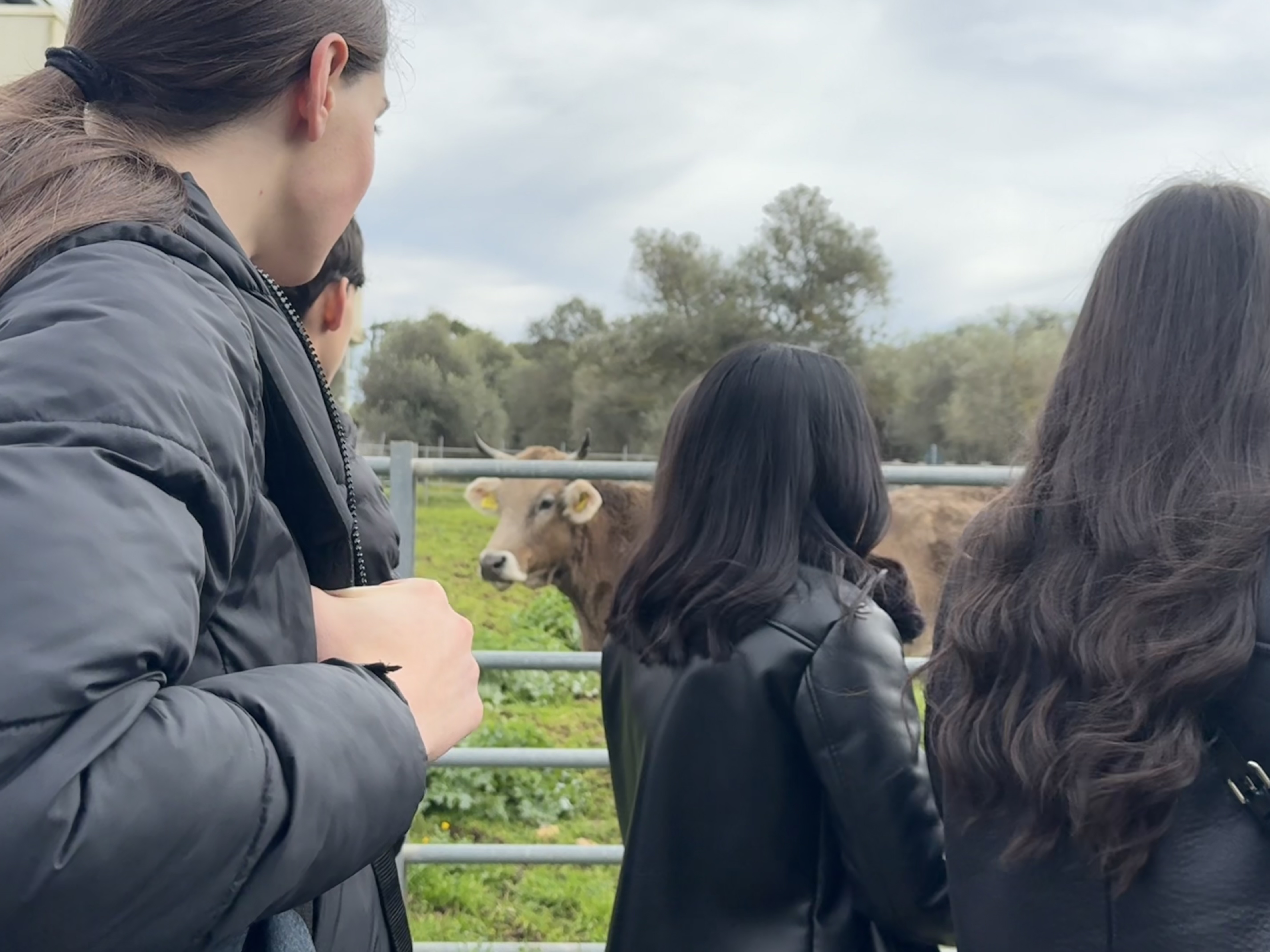 Gruppo di studenti davanti a un bovino nell'area dei paddock del Dipartimento di Medicina Veterinaria di Sassari durante una visita guidata.