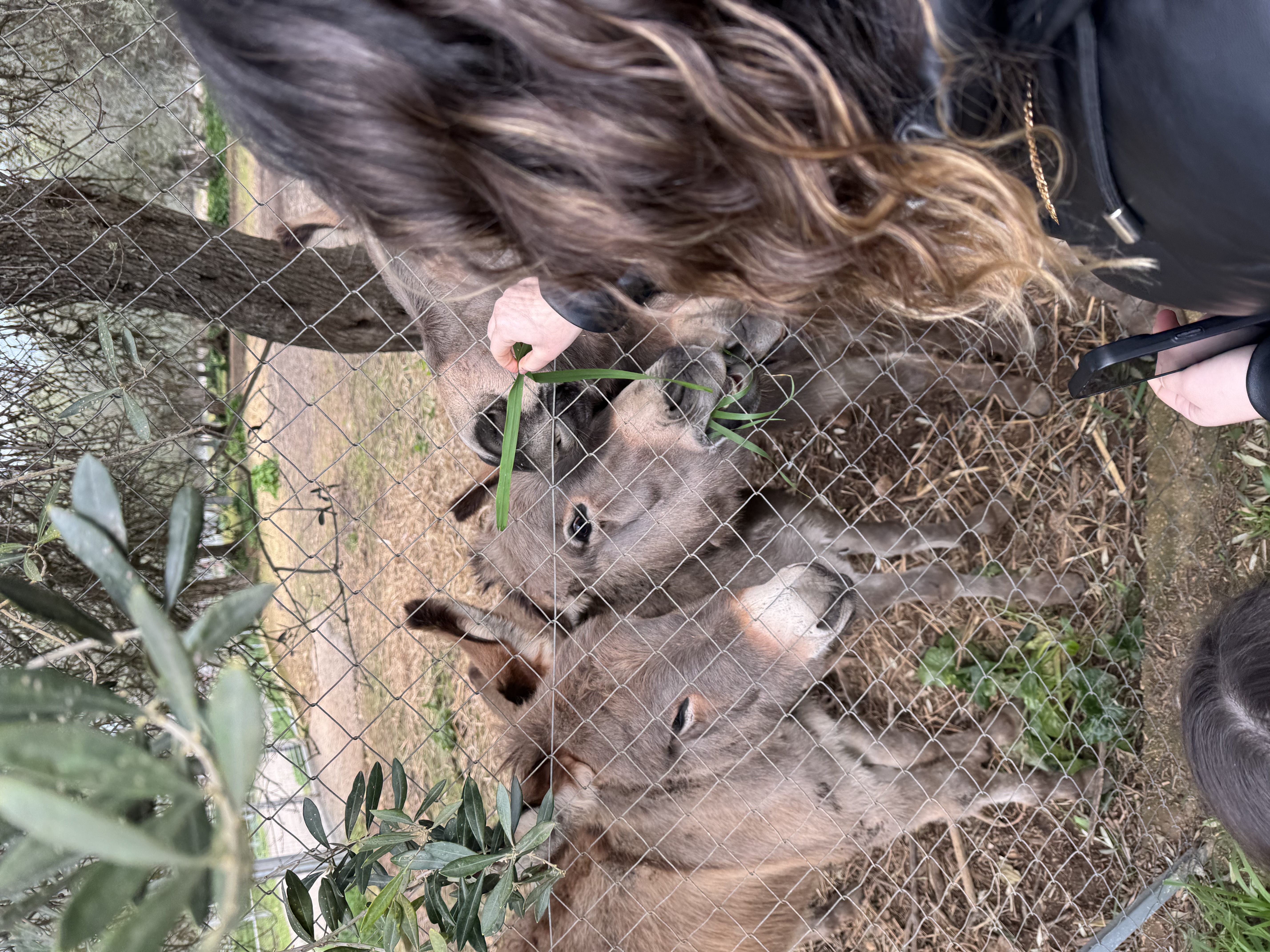 Studenti mentre interagiscono con asini presenti nei paddock del Dipartimento di Medicina Veterinaria di Sassari durante una visita guidata.
