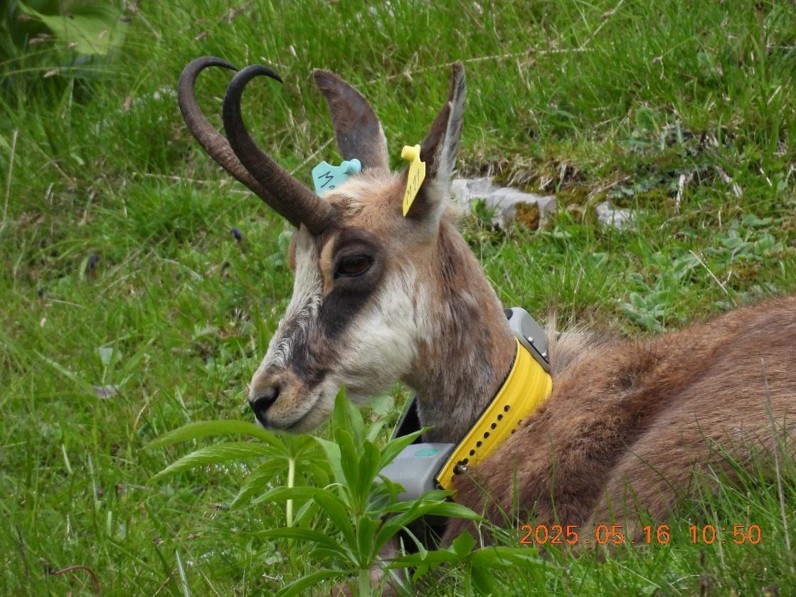 Primo piano di un camoscio con radiocollare GPS in un prato montano, durante attività di monitoraggio della fauna selvatica