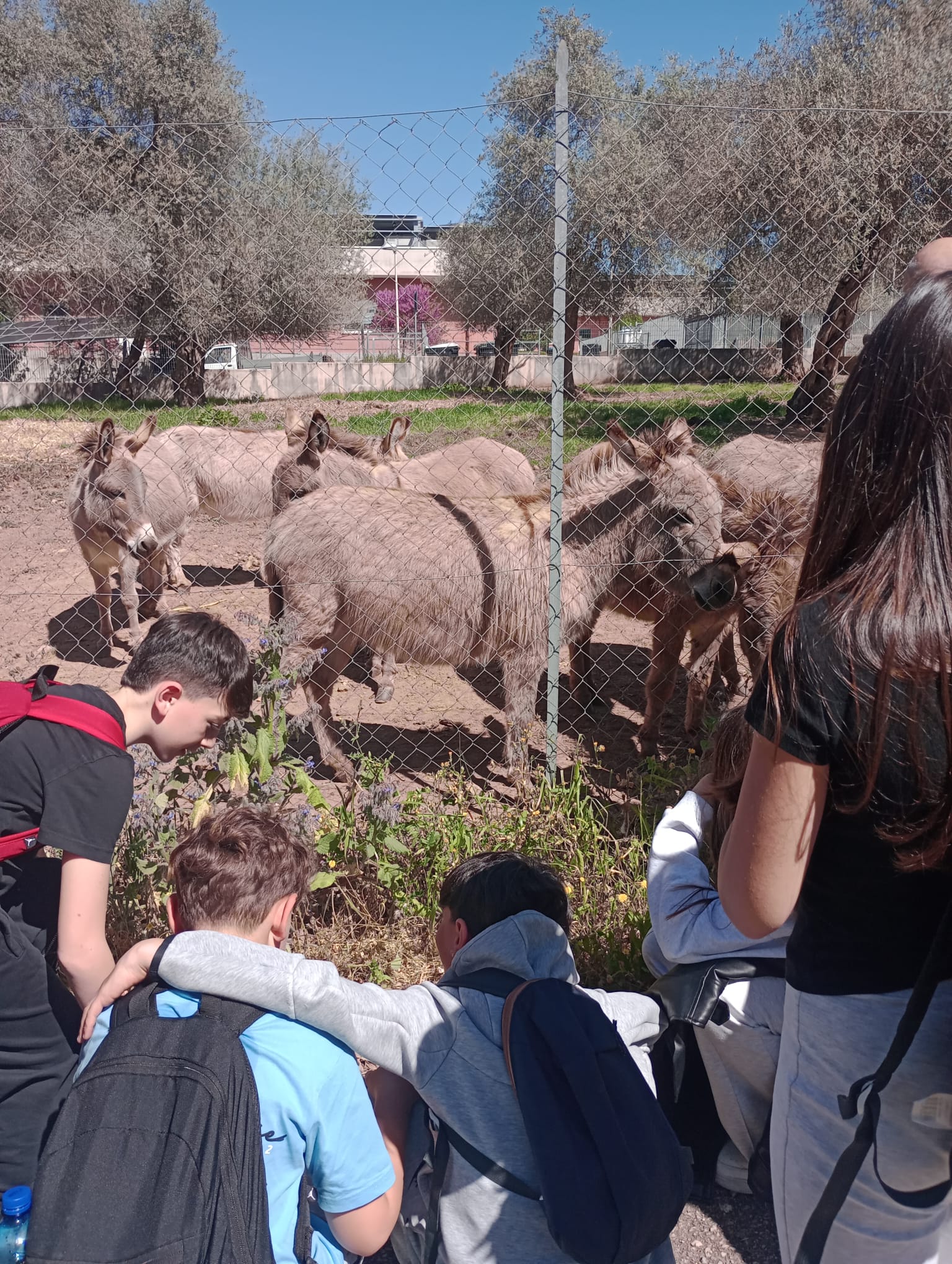 Studenti osservano alcuni asini in un recinto durante la visita agli spazi esterni del Dipartimento