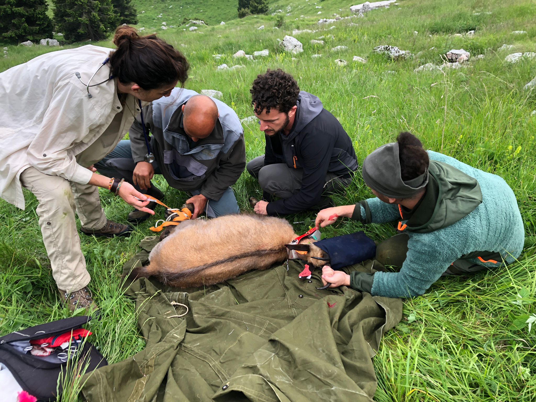 Team di ricercatori e veterinari impegnato nella manipolazione e nel monitoraggio sanitario di un camoscio in ambiente montano