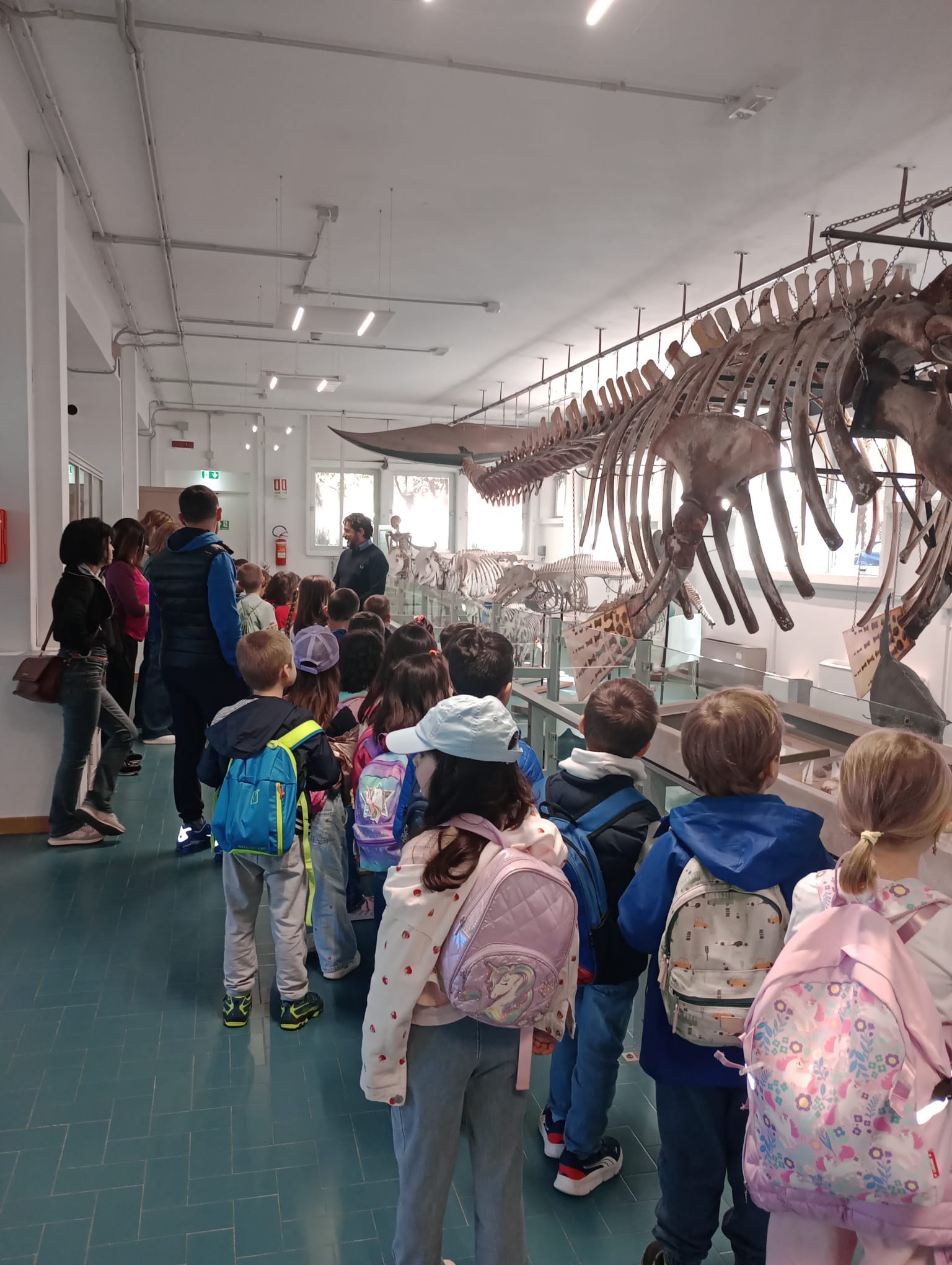 Alunni della scuola primaria in visita didattica nell'aula Balena, mentre osservano il grande scheletro di balena accompagnati dagli insegnanti