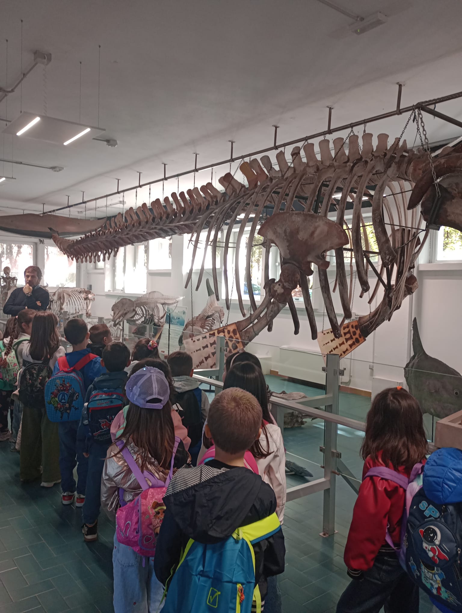 Alunni della scuola primaria in visita didattica nell'aula Balena, mentre osservano il grande scheletro di balena accompagnati dagli insegnanti
