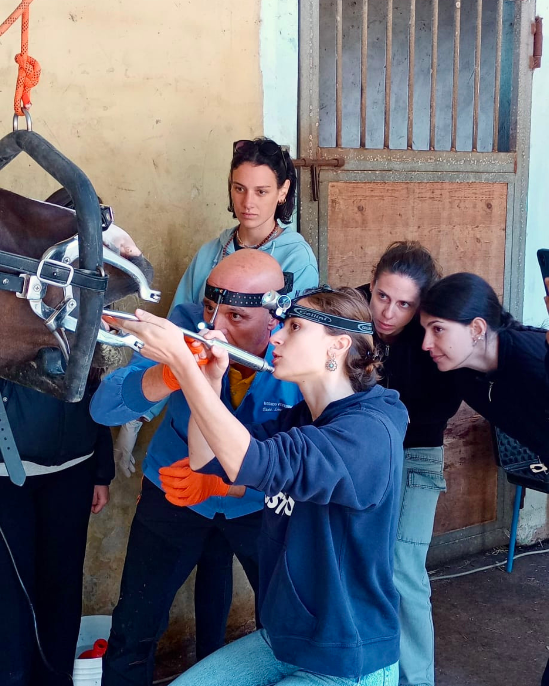 Studentessa partecipa all’esame odontoiatrico di un cavallo, guidata dal veterinario durante l’attività di formazione sul campo