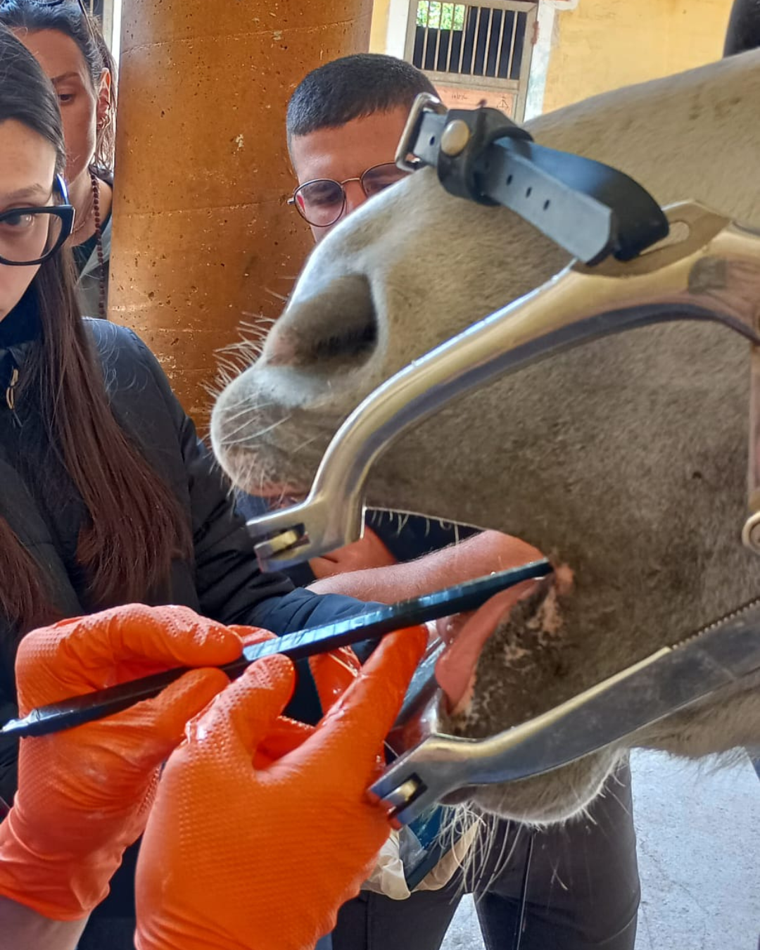 Dettaglio della bocca di un cavallo durante il controllo odontoiatrico, con strumenti veterinari utilizzati per l’esame del cavo orale.