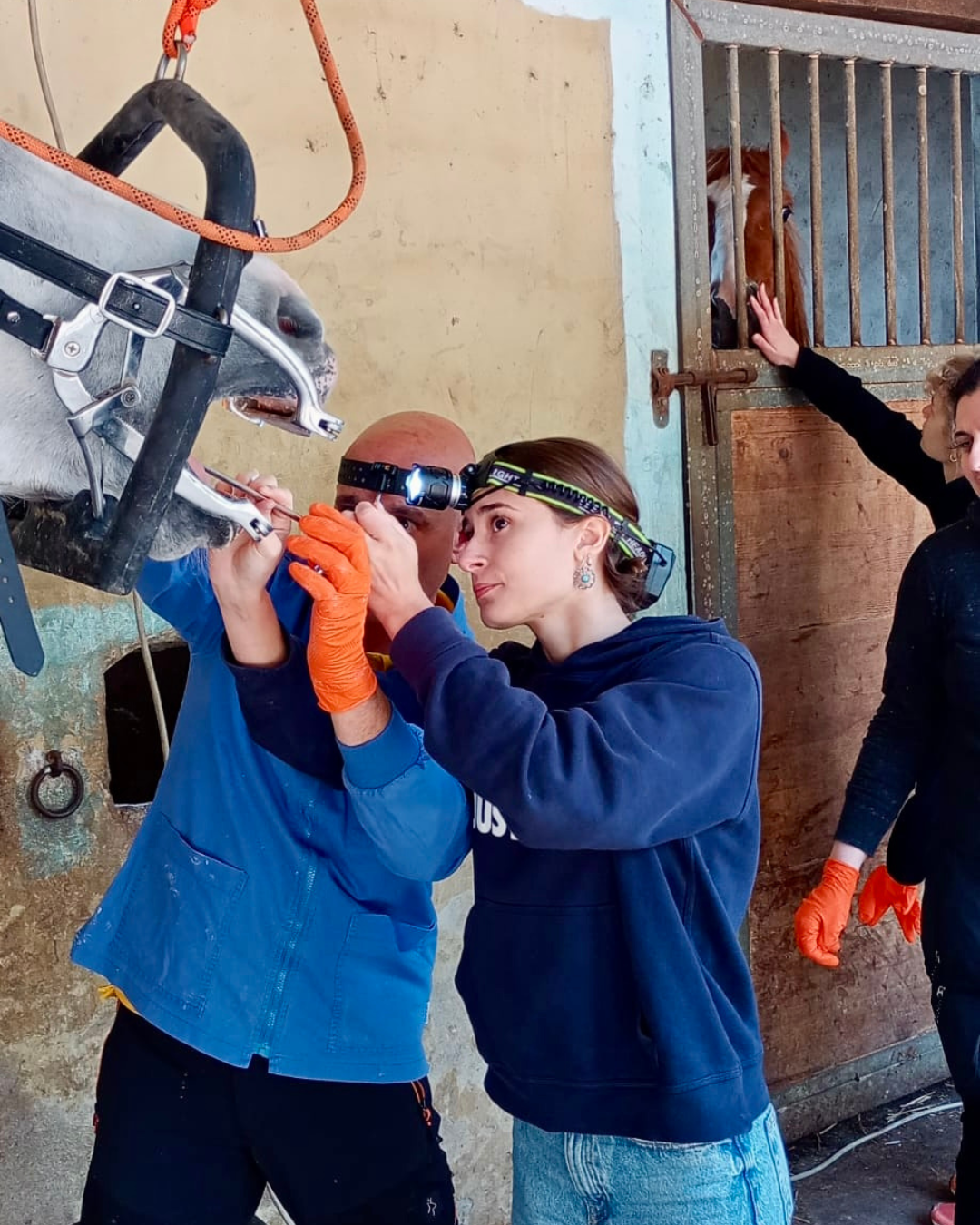 Studentessa di Medicina Veterinaria osserva da vicino la bocca di un cavallo durante un’attività pratica di odontoiatria equina, affiancata dal veterinario