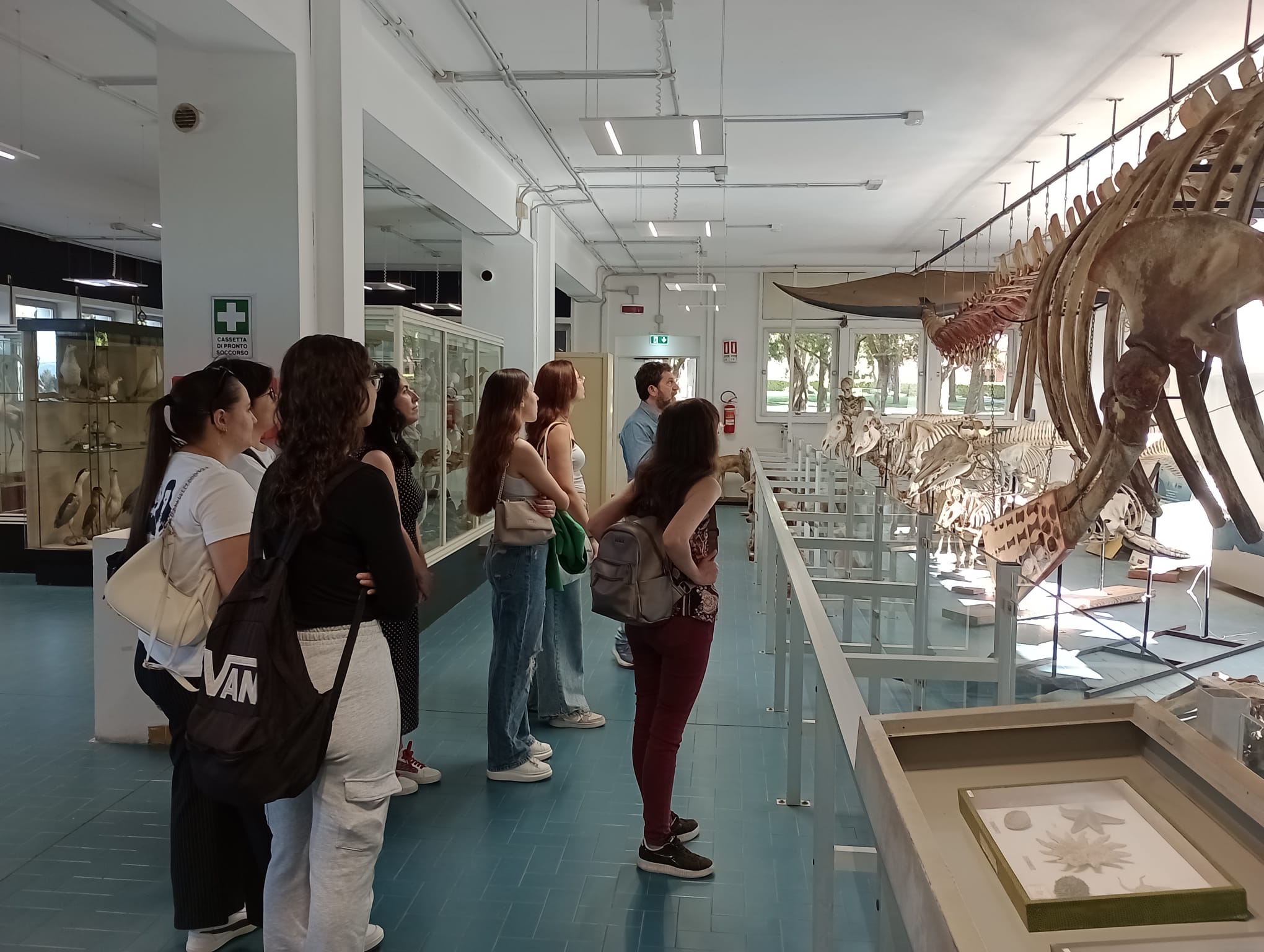 Studenti e studentesse del Dipartimento di Agraria osservano lo scheletro della balena durante la visita al museo.
