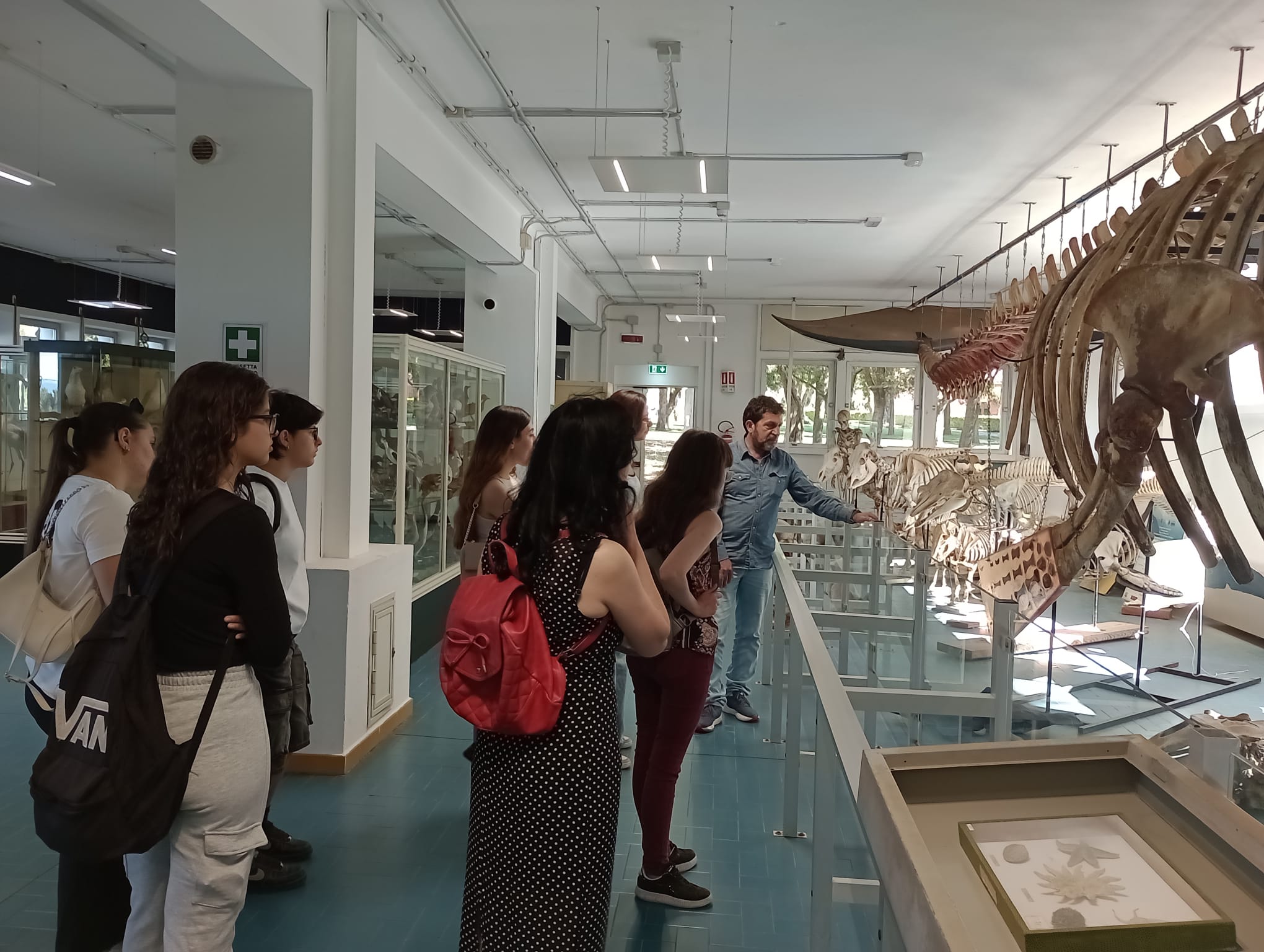 Il gruppo segue la spiegazione davanti allo scheletro della balena, all’interno del museo del Dipartimento di Medicina Veterinaria.