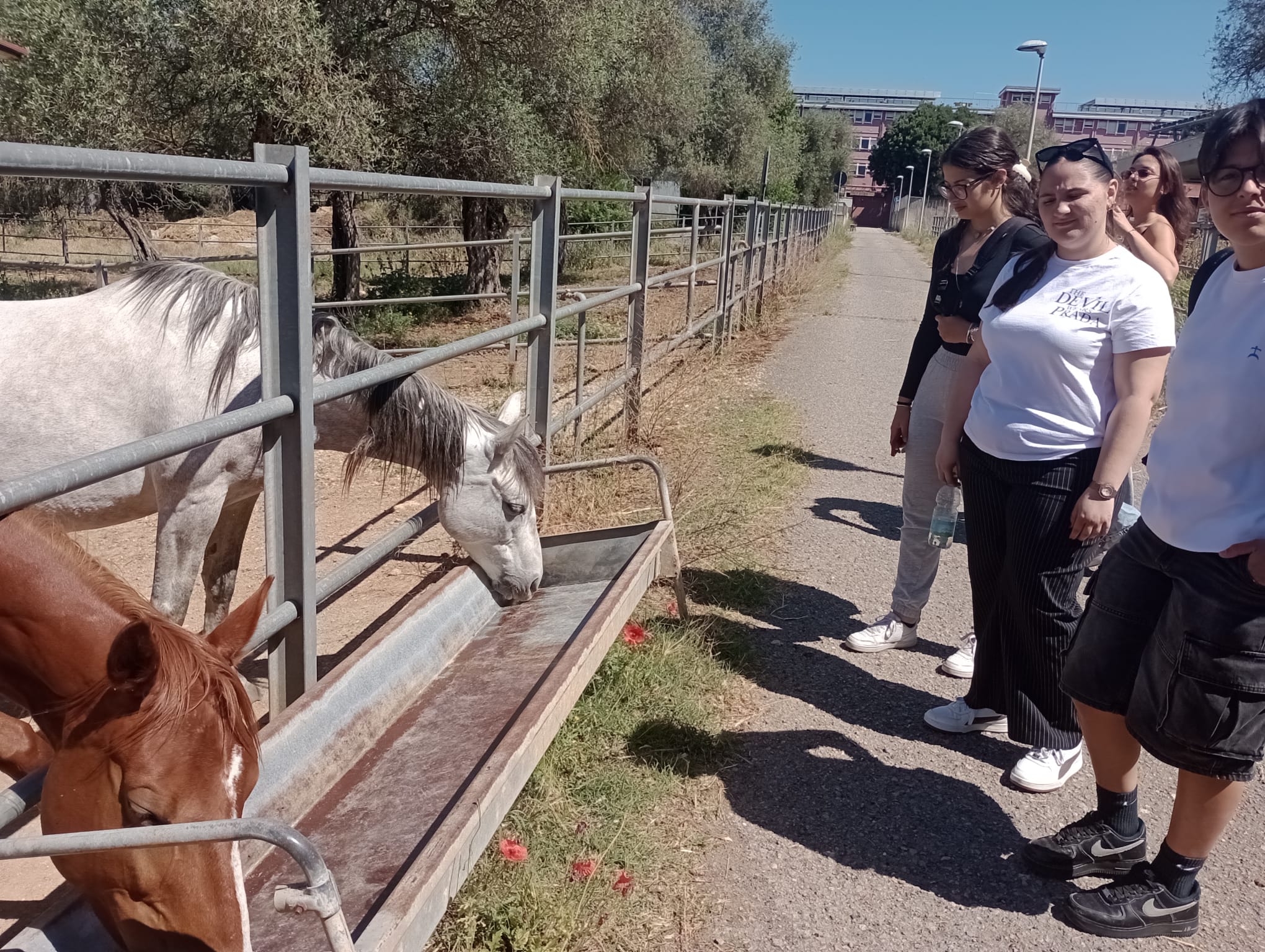 Studenti e studentesse osservano alcuni cavalli ospitati negli spazi esterni del Dipartimento di Medicina Veterinaria.