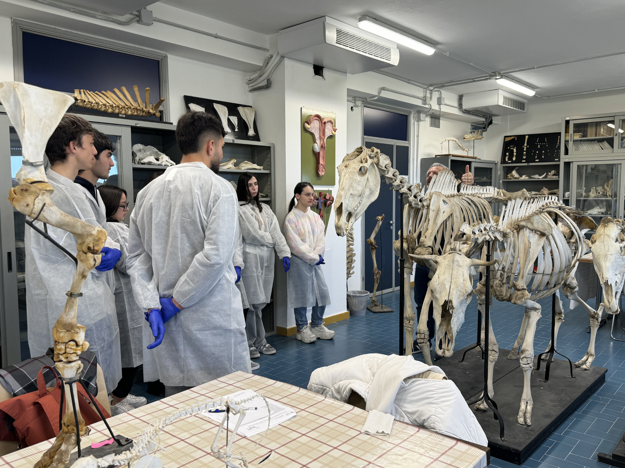 Studentesse e studenti osservano gli scheletri di diversi animali durante un’attività didattica nel laboratorio di anatomia veterinaria