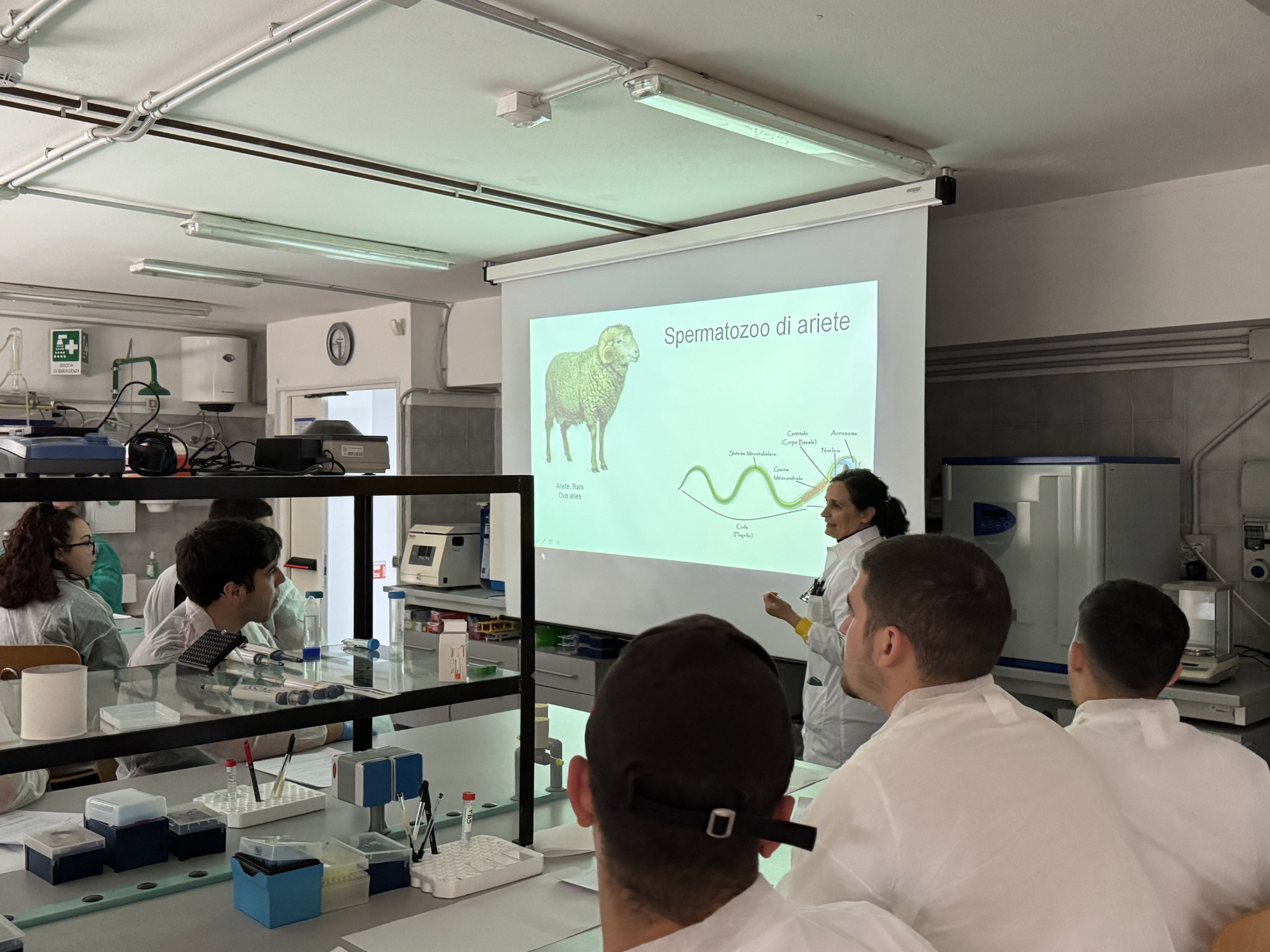 Una docente spiega la struttura dello spermatozoo di ariete a un gruppo di studenti riuniti nel laboratorio