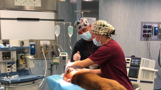 Sala operatoria dell'Ospedale didattico Veterinario