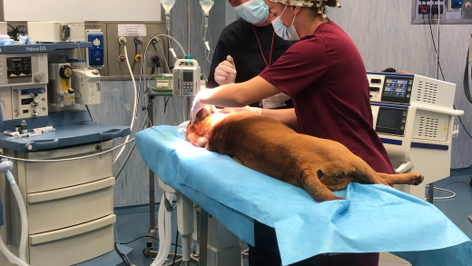 Operazione all'Ospedale didattico veterinario universitario Sassari