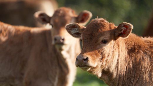 Mucche - Dipartimento di Medicina Veterinaria -Università degli studi di sassari
