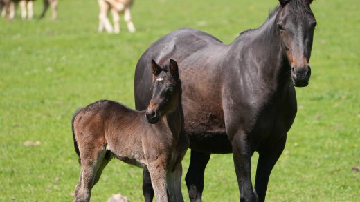 Cavalli_Dipartimento di Medicina Veterinaria dell'Università di Sassari