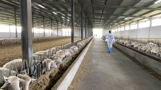 Dipartimento di Medicina Veterinaria Sassari