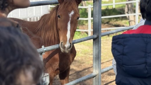 Visita didattica all’aperto: gruppo di studenti lungo il recinto osserva un cavallo, tra natura e pratica veterinaria