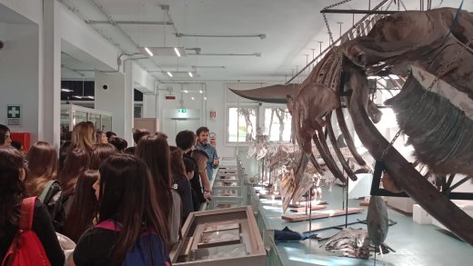 Visita al Museo della Balena con studenti davanti al grande scheletro esposto.