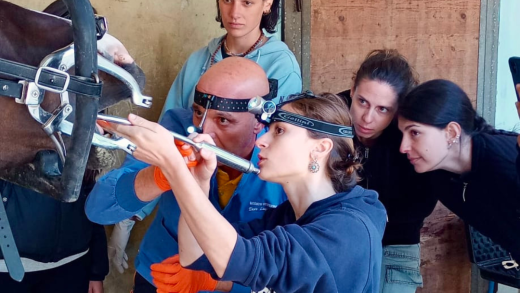 Studentessa partecipa all’esame odontoiatrico di un cavallo, guidata dal veterinario durante l’attività di formazione sul campo