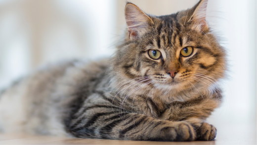 Gatto tigrato a pelo lungo, sdraiato con le zampe anteriori raccolte e lo sguardo rivolto verso l’obiettivo