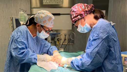 Due medici veterinari durante un'operazione all'Ospedale didattico veterinario dell'Università di Sassari