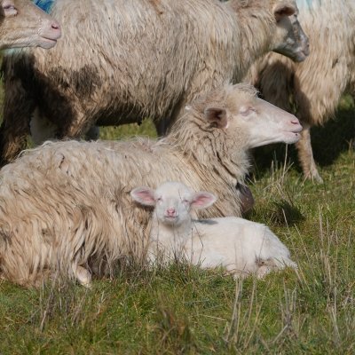 Dottorato in Scienze Veterinarie