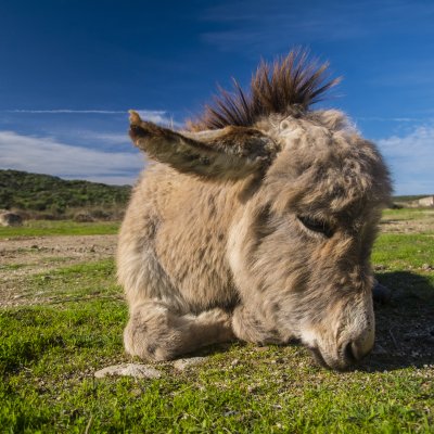 Dipartimento di Medicina Veterinaria Sassari
