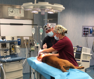 Ospedale Didattico Veterinario Sassari