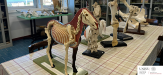 Aula di anatomia con modelli anatomici e scheletrici di animali, tra cui un cavallo sezionato, utilizzati per l’insegnamento nel Dipartimento di Medicina Veterinaria