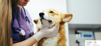 Studentessa o dottoressa veterinaria esegue un controllo sanitario su un Corgi all’interno di un ambulatorio didattico, simbolo della formazione pratica in Medicina veterinaria.