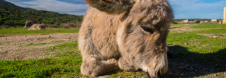 Cucciolo di asino- Dipartimento di Medicina Veterinaria Università di sassari