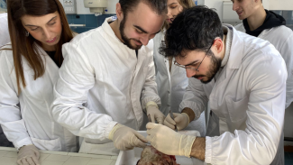 Dottorato in scienze veterinarie