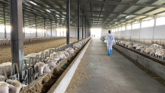 Dottorato in scienze veterinarie