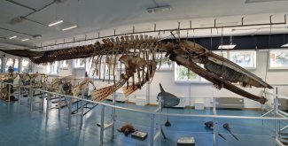 Sala espositiva del Museo della Balena - scheletro completo di balenottera con fanoni, sospeso al soffitto