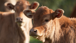 dottorato in scienze veterinarie